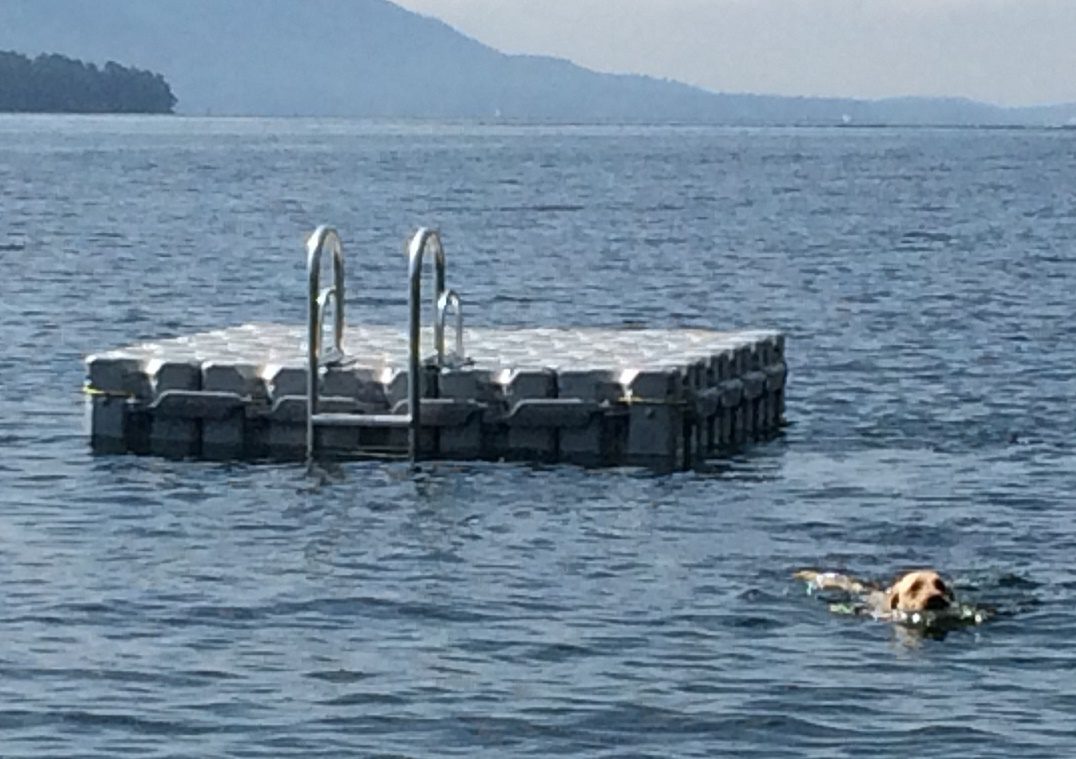 A dog swims away from a floating dock platform in the water.