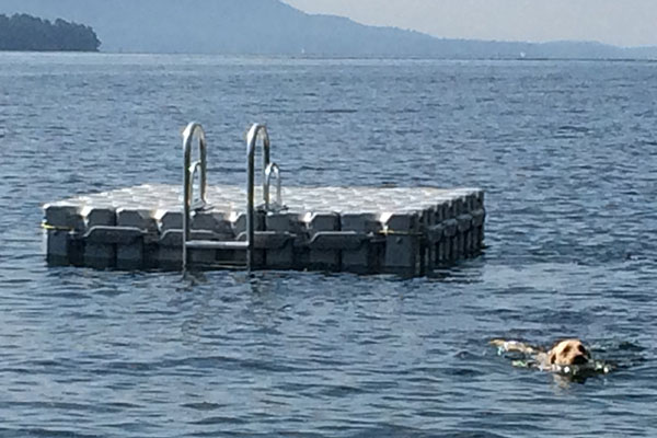 swimming dock block in the water with dog swimming